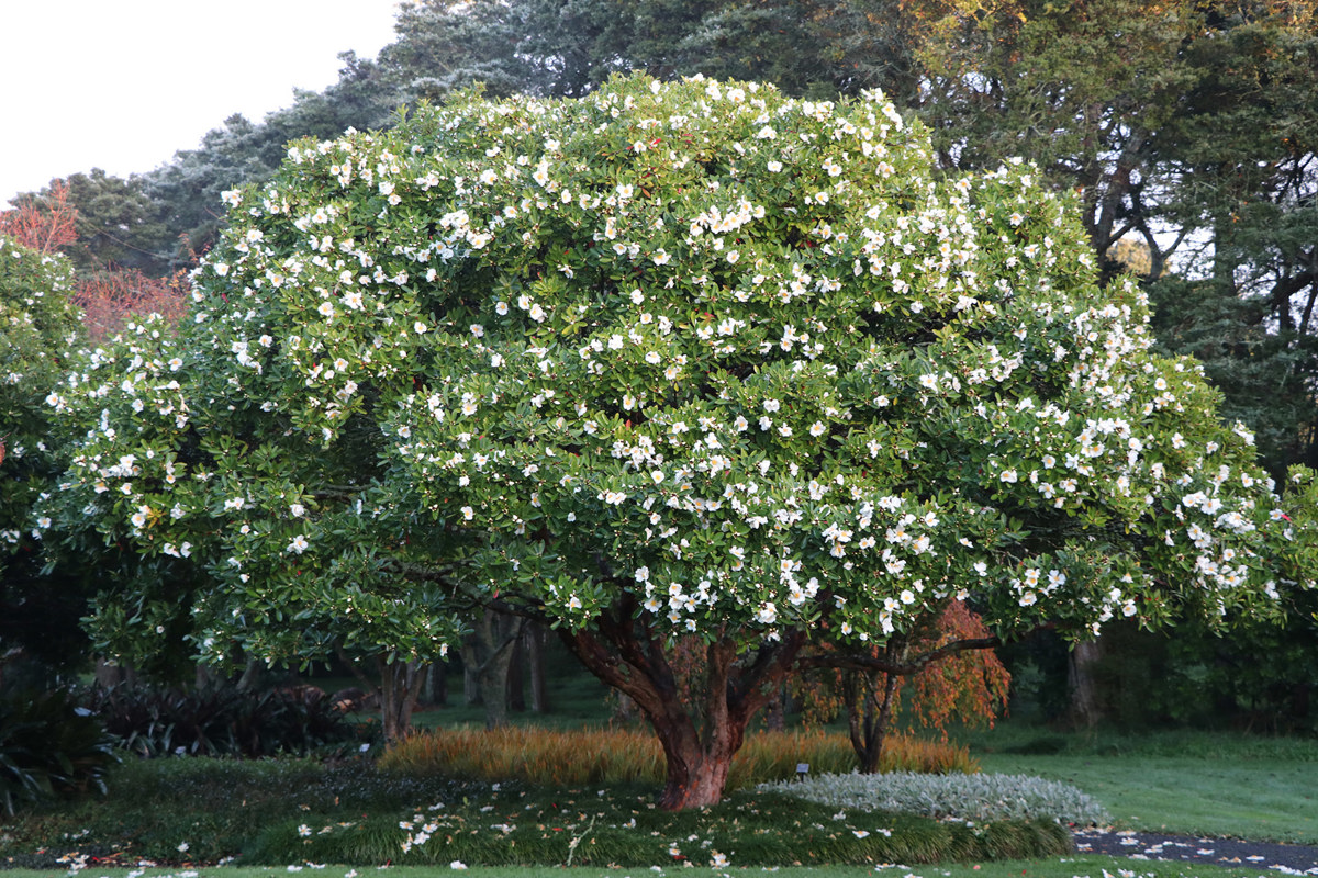 Gordonia axillaris (13).jpg